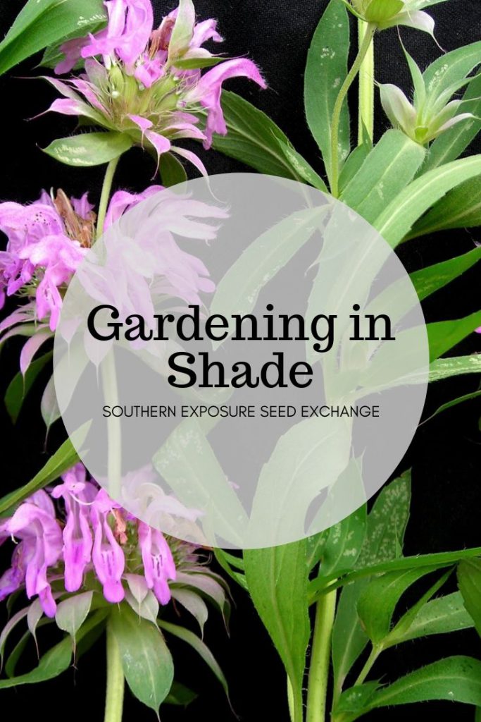 Gardening In Shade Southern Exposure Seed Exchange