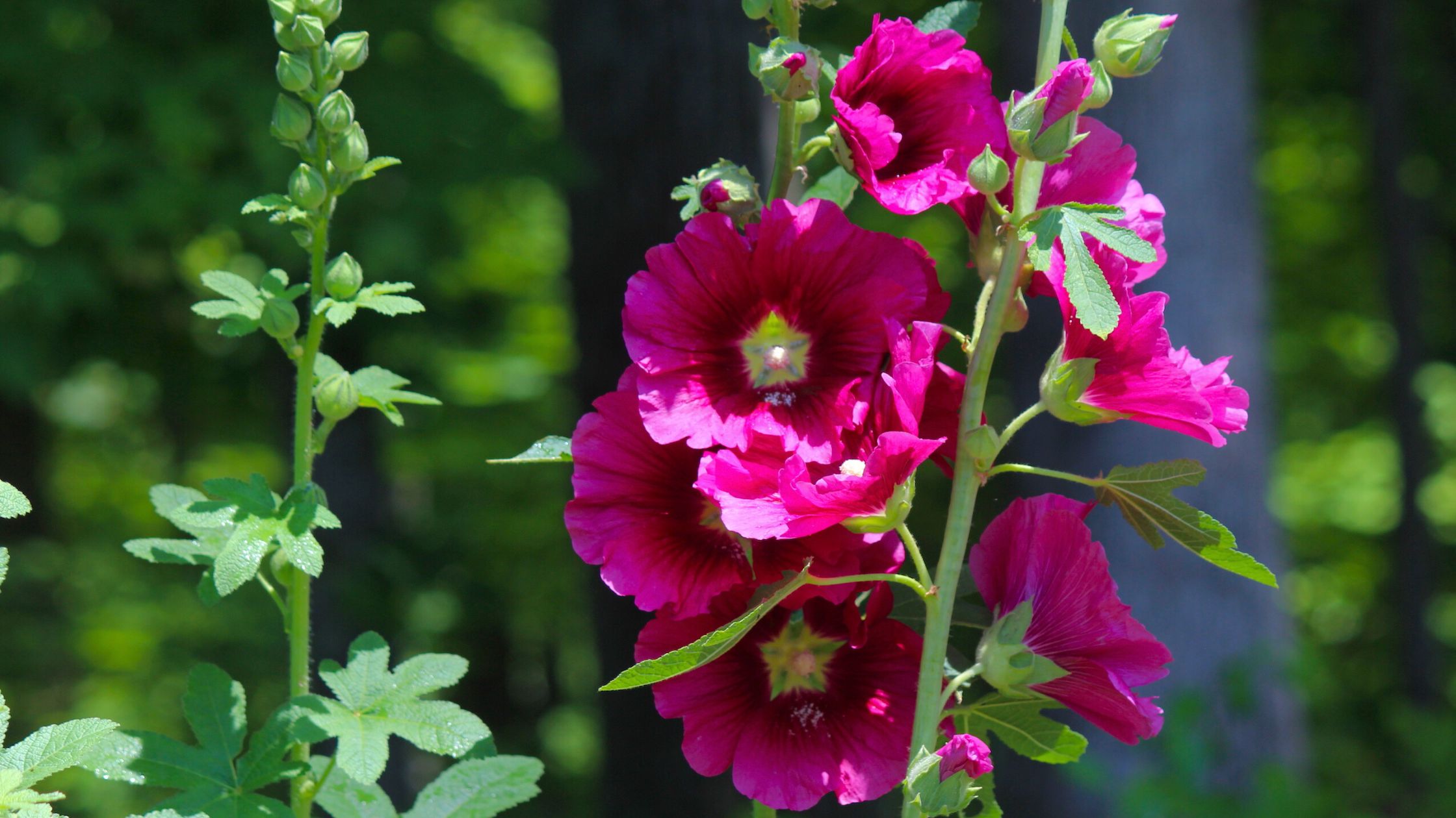 Basics Annuals Biennials Perennials Southern Exposure Seed Exchange