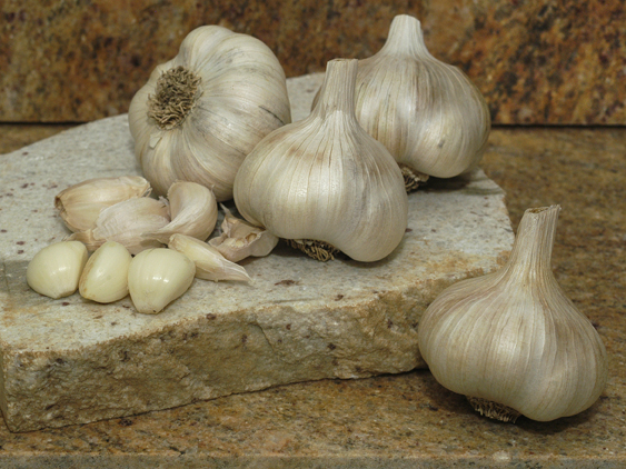 bulb of garlic