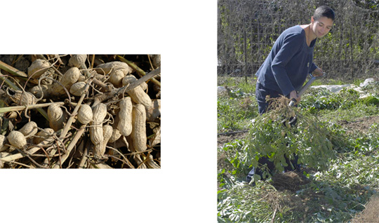 Soil temperature is key to planting peanuts