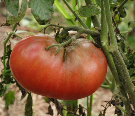 heirloom tomato plant