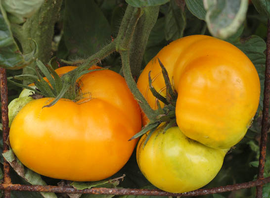 Brandywine, Yellow - Slicer Tomato Seeds