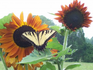 Autumn Beauty sunflower