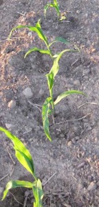 Corn Seedlings