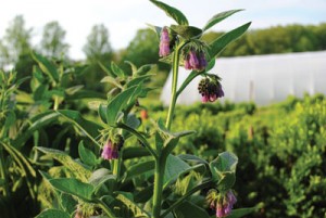 Species Biodiversity Mixed Herbs and Vegetable Production