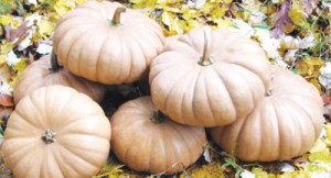 Tan Cheese Pumpkins