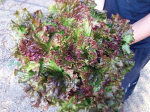 Red Sails Lettuce