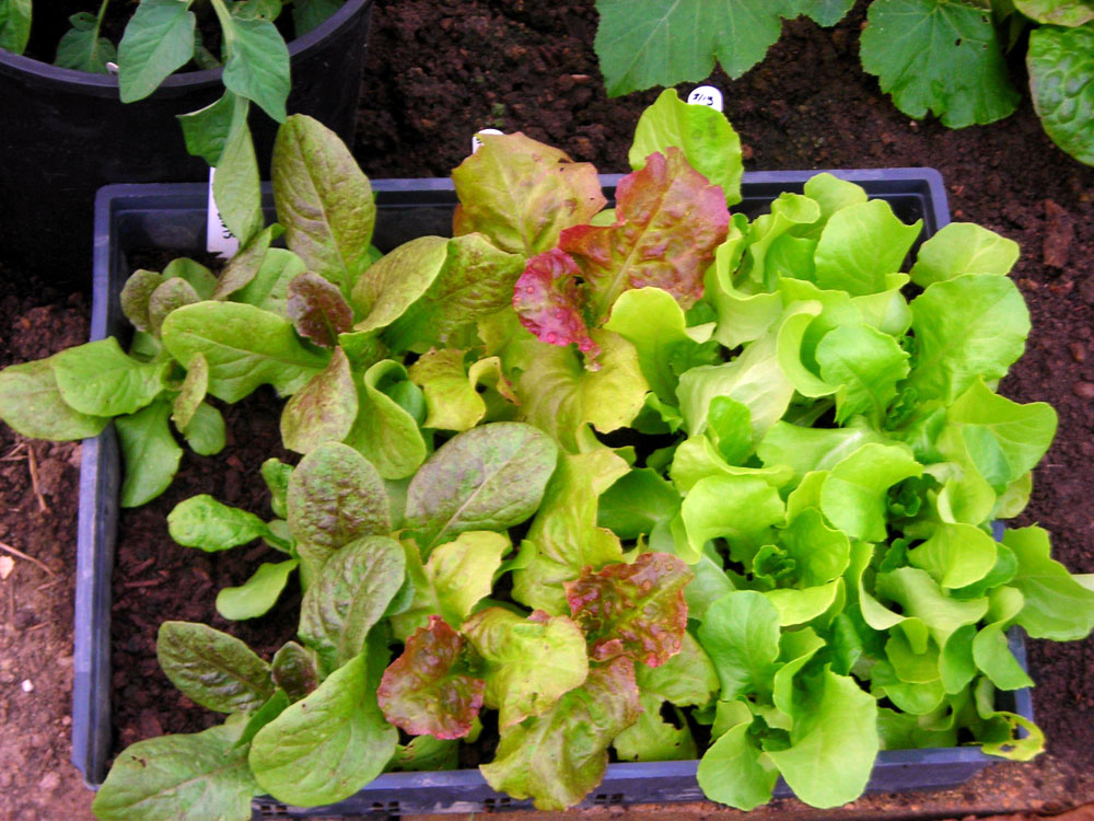 Winter lettuce transplants in a tray