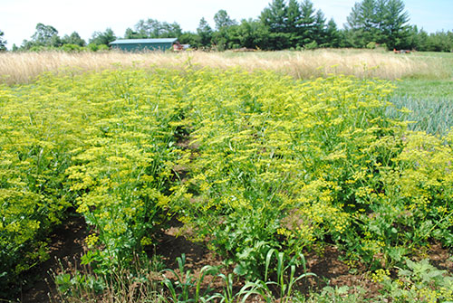 seed savers garden planner