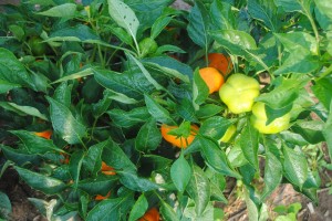 heirloom Pepper southern exposure seed organic growing tips