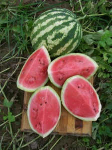 heirloom watermelon southern exposure seed organic growing tips