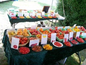 Heirloom tomato tasting fredericksburg southern exposure seed exchange organic