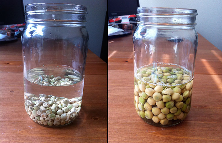 pre-sprouting seeds with an overnight soak