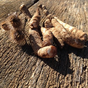 burdock burr and root