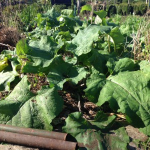 burdock plant