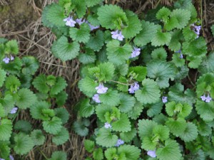 Heart shaped leaves and pretty purple flowers