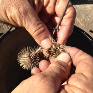 opening burdock burr