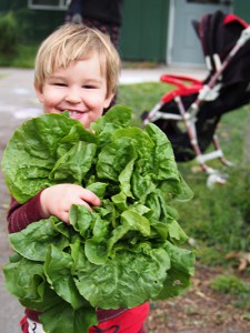 buttercrunch lettuce