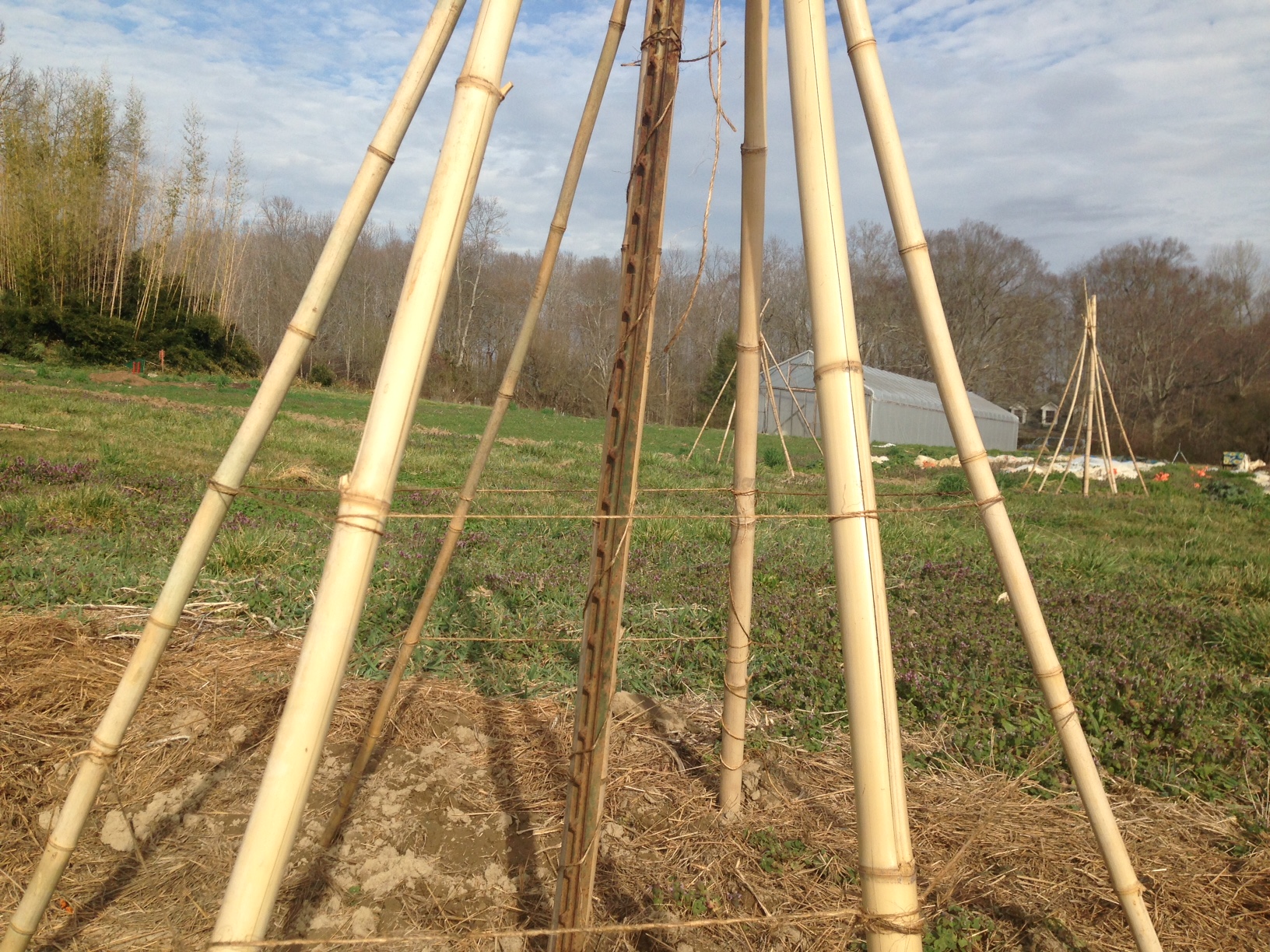 bean teepee support strands
