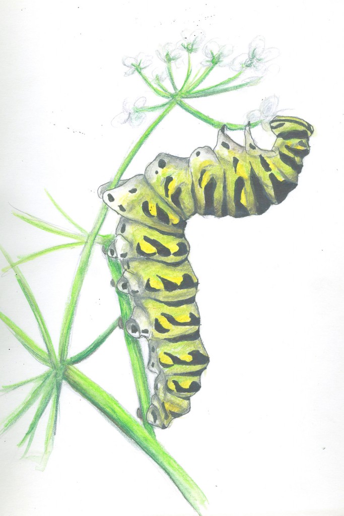 Black Swallowtail Caterpillar