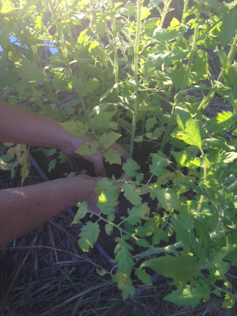 transplanting tomato seedlings with just cory tendons