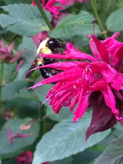 pink beebalm with bee