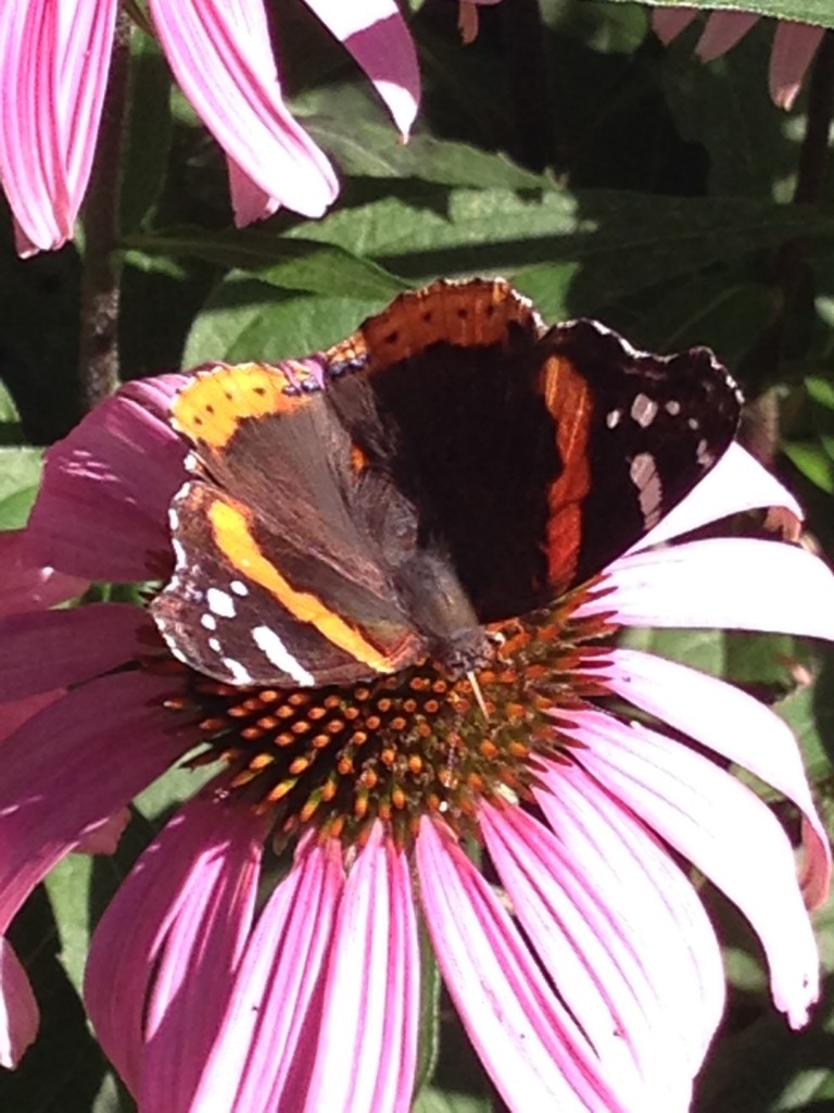 red admiral on echinacea