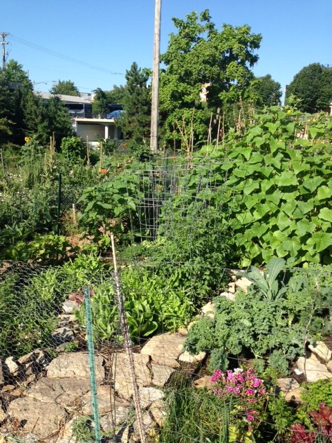Community vegetable garden in Minneapolis