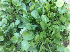 Companion Planting with Land Cress for Natural Caterpillar Control