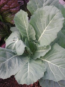 vates collards