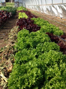 lettuce in the hoophouse at Twin Oaks