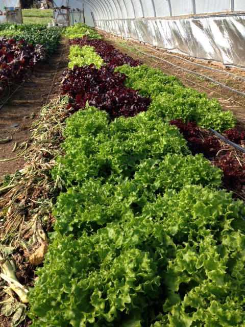 Lettuce in the hoophouse at Twin Oaks