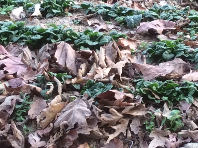 Spinach with Leaf Mulch