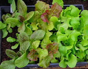 lettuce-seedlings