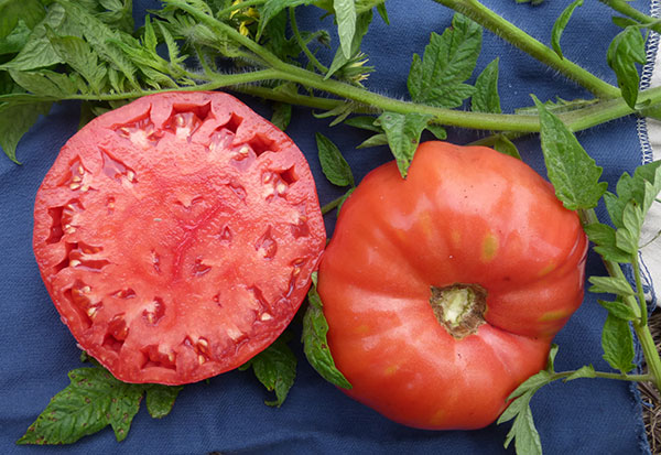 How to Choose Tomato Plant Varieties