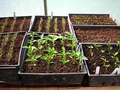 greenhouse-seedlings