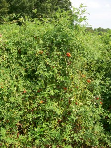 matts wild cherry tomato SESE