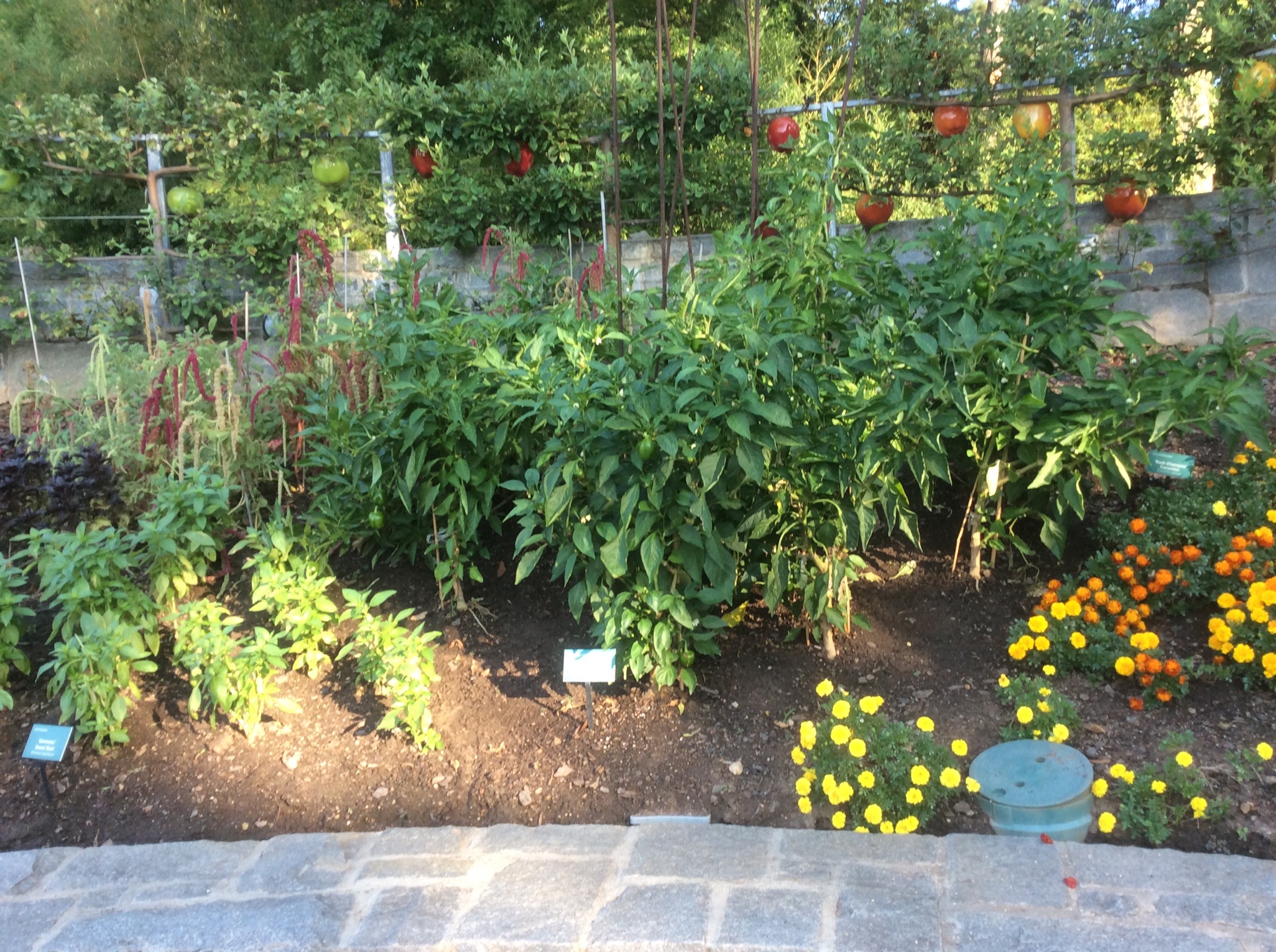 Companion planting in a thriving garden with marigolds and tomatoes