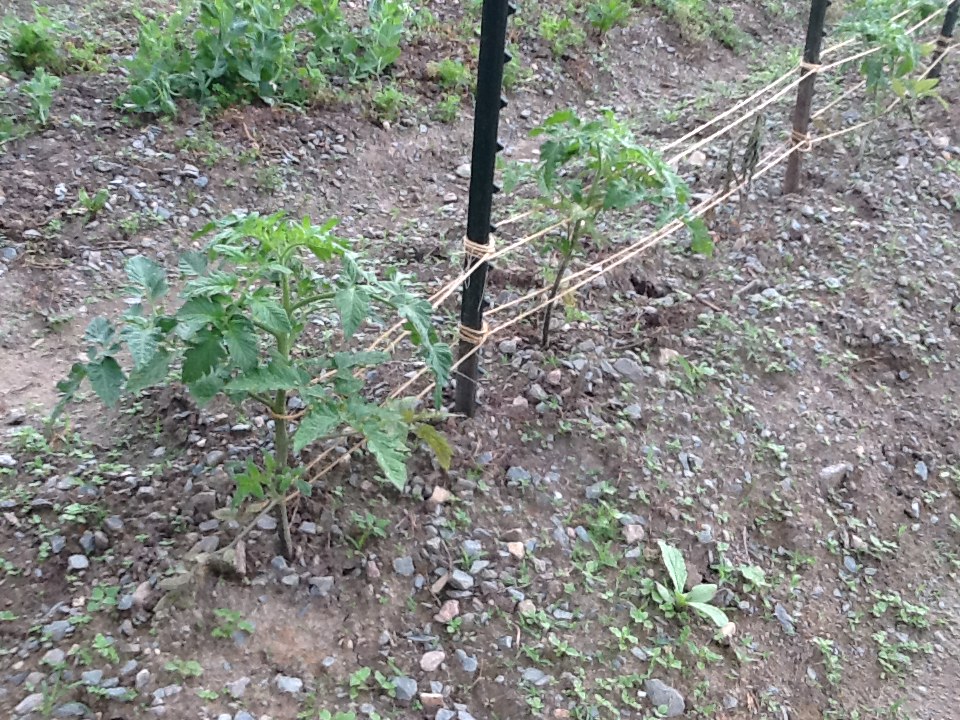 https://blog.southernexposure.com/wp-content/uploads/2017/04/string-weaving-tomatoes-at-TO.jpg