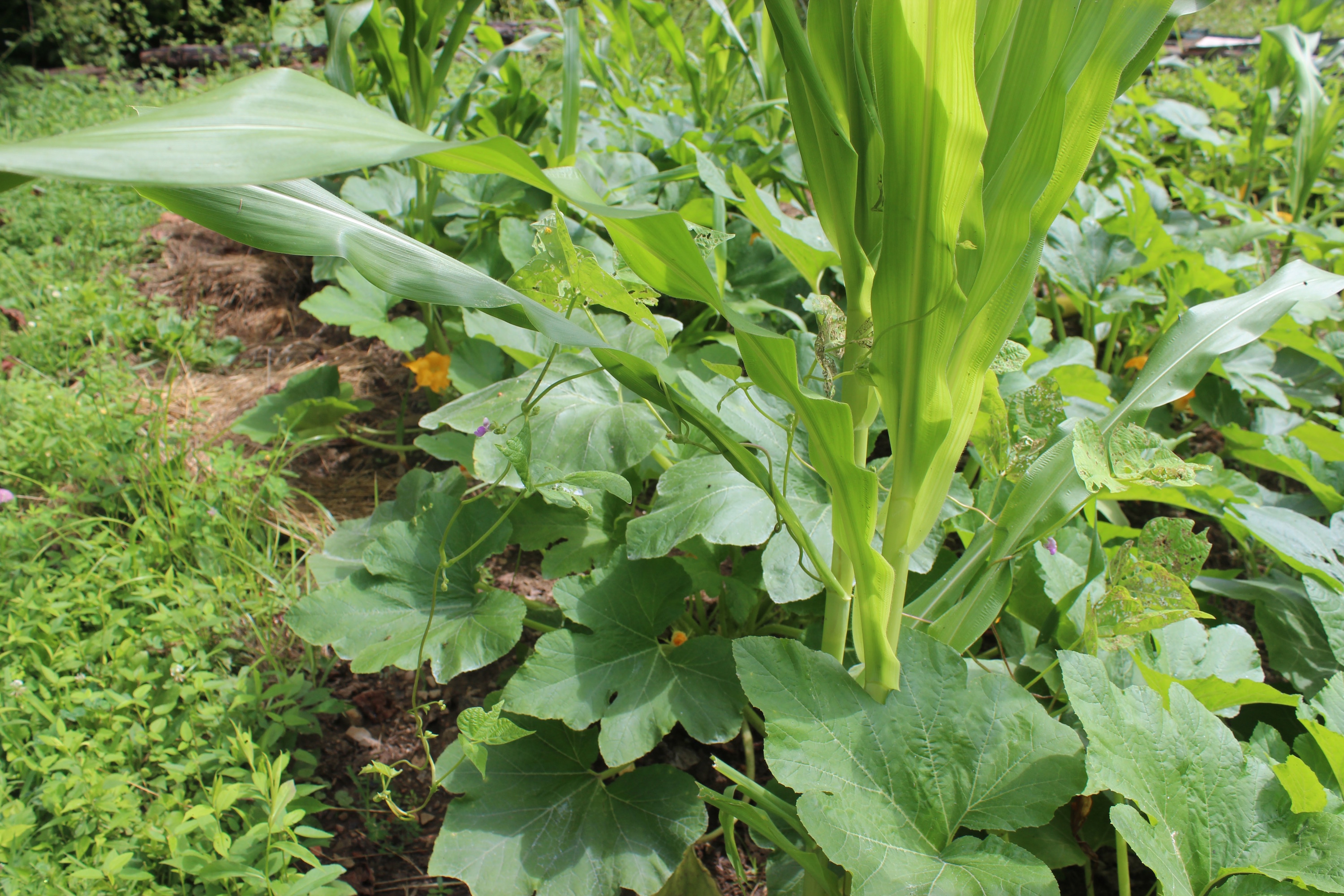 three-sisters-garden-guide-southern-exposure-seed-exchange