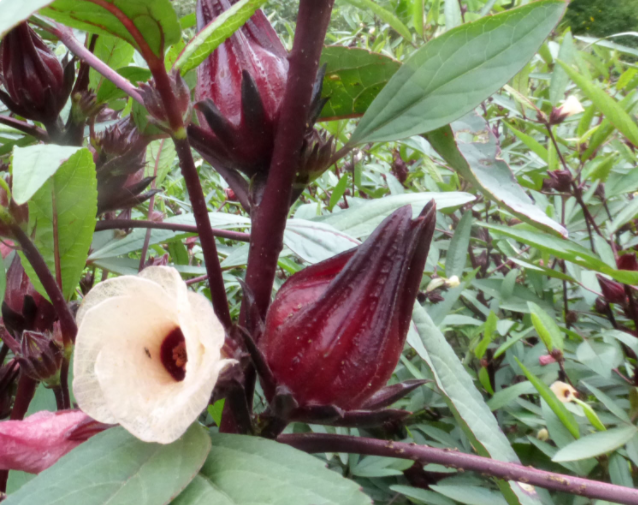 roselle plant growing