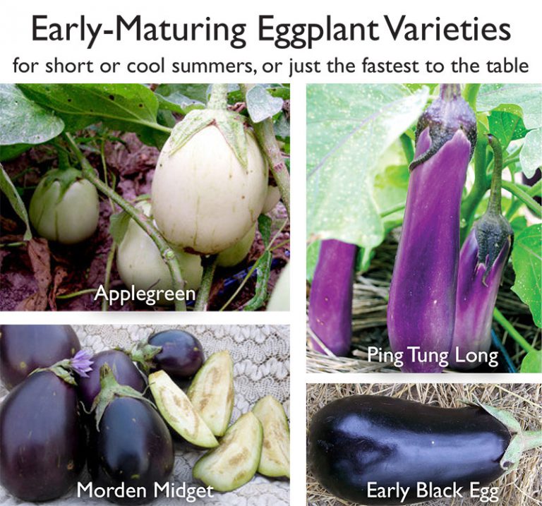 early eggplant Southern Exposure Seed Exchange