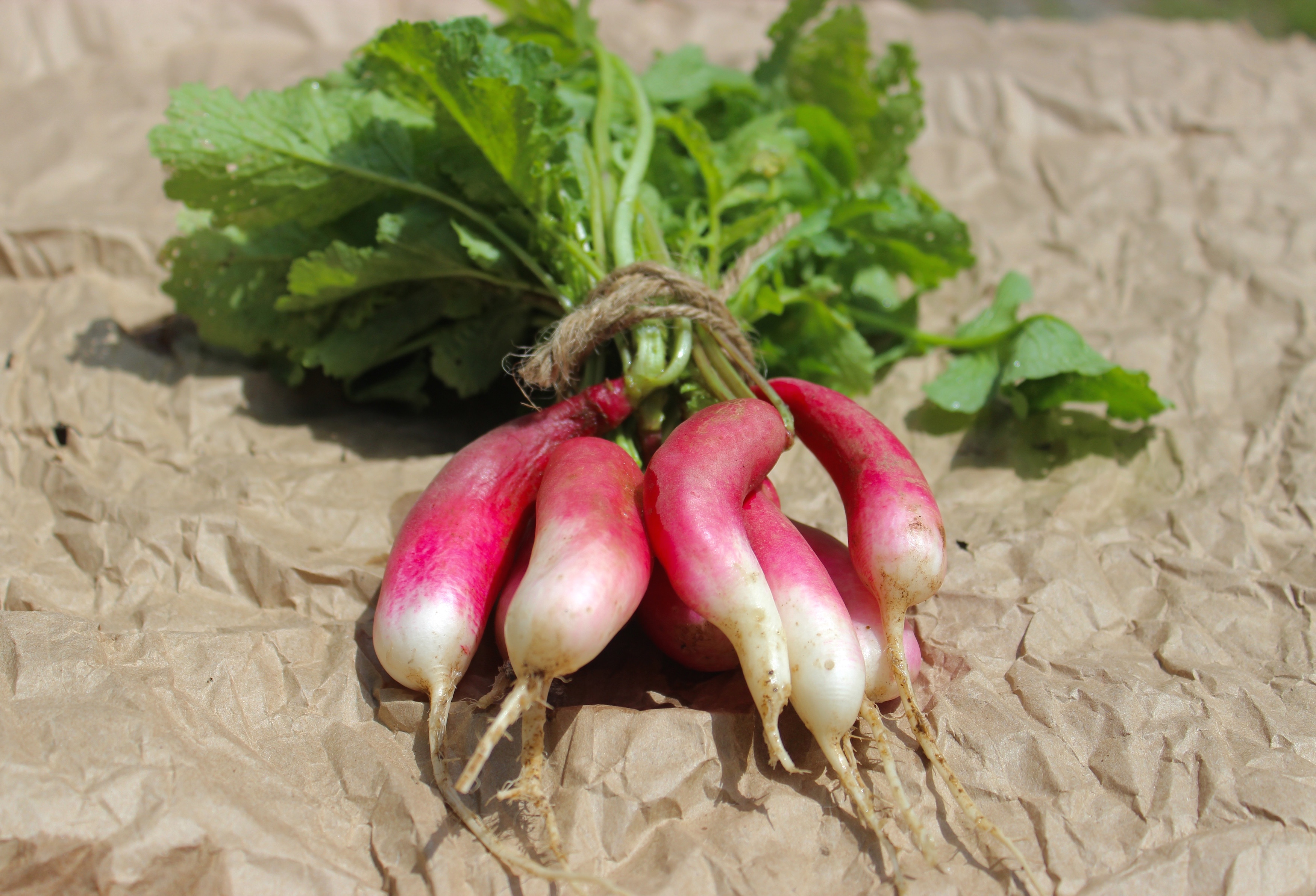 Radish Leaf Pesto (V, GF) | Southern Exposure Seed Exchange