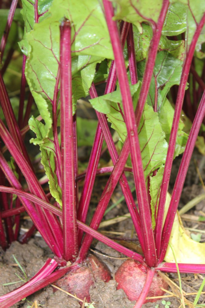 How to Store Crops Without a Root Cellar | Southern Exposure Seed Exchange