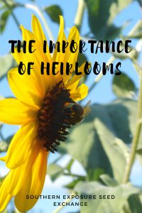 Heirloom Seeds: What They Are and Why They're Important 