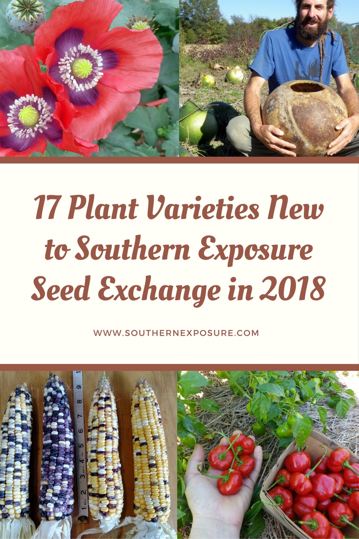 new varieties Southern Exposure Seed Exchange