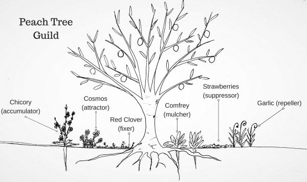 Companion Planting Southern Exposure Seed Exchange