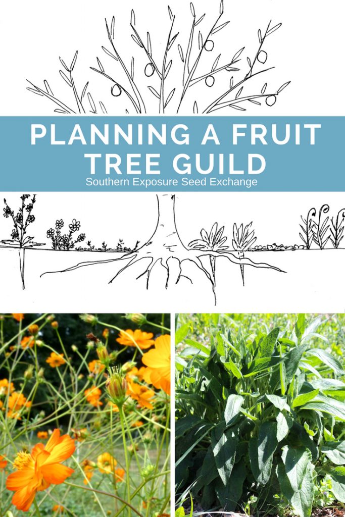 Planning a Fruit Tree Guild Southern Exposure Seed Exchange