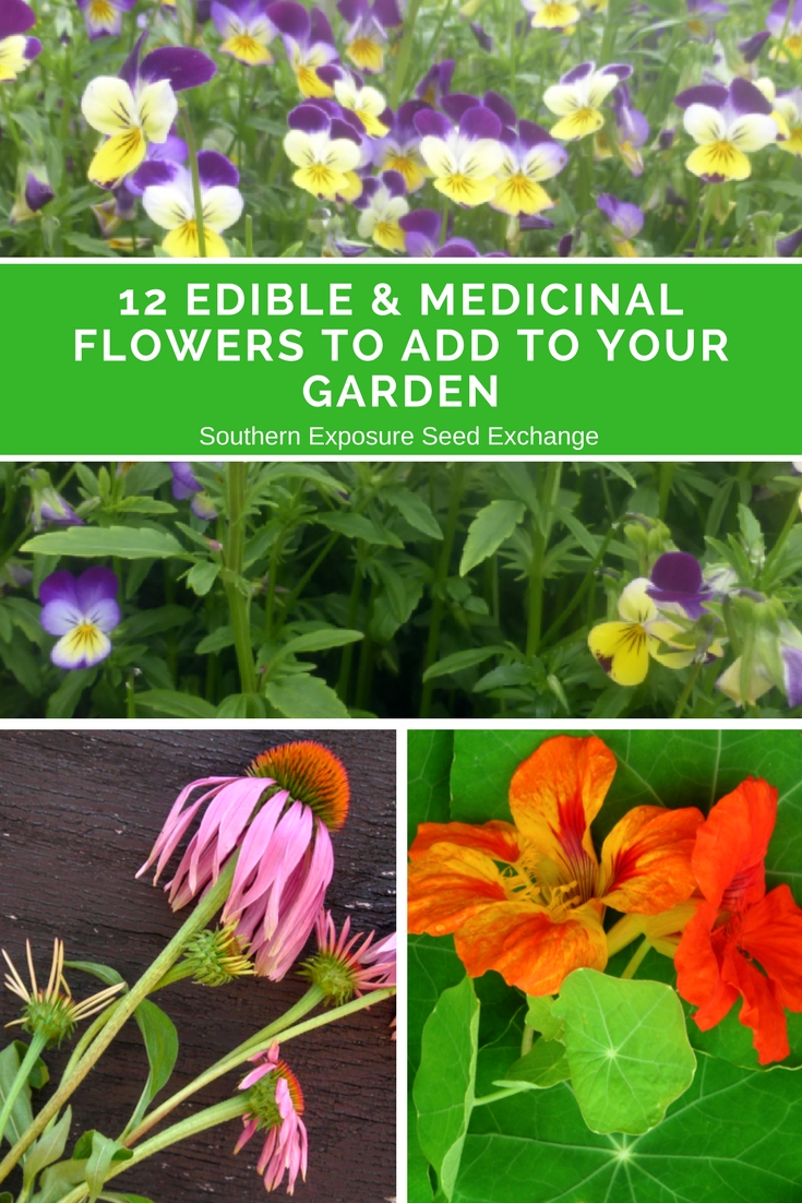 12 Edible & Medicinal Flowers to Add to Your Garden | Southern Exposure ...