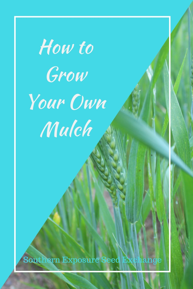 How to Grow Your Own Mulch Southern Exposure Seed Exchange